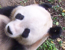 front_panda